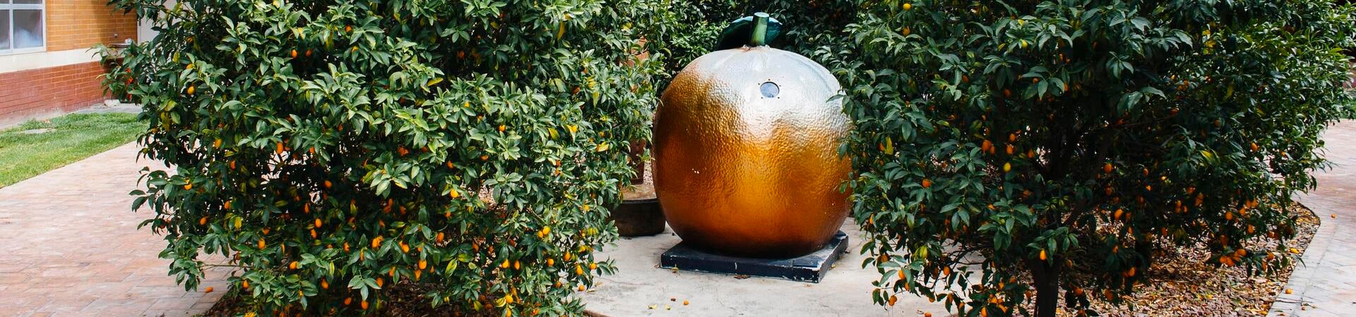 non senate academics