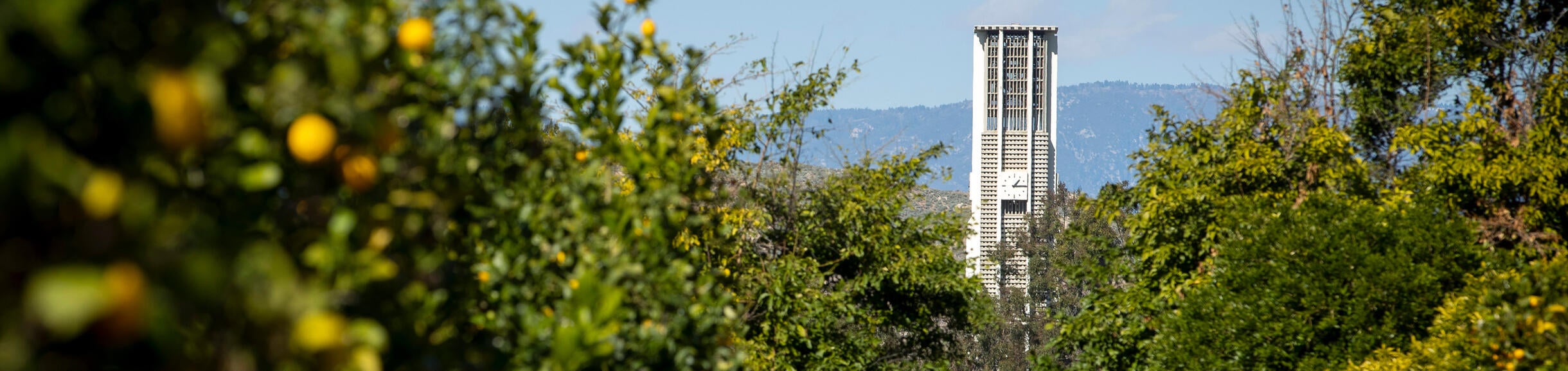 UCR citrus trees with Bell tower in the background