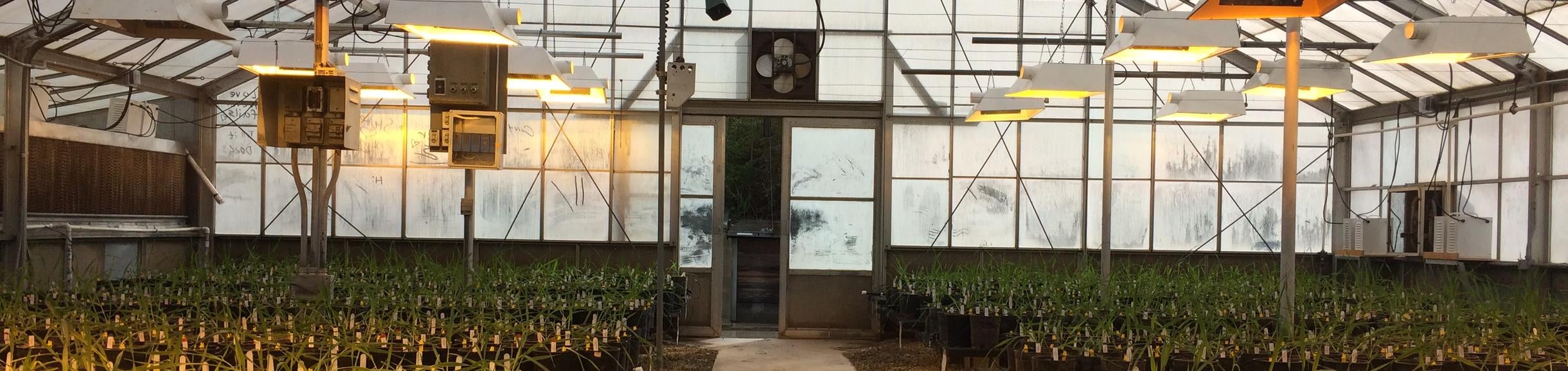 Greenhouse middle lights on