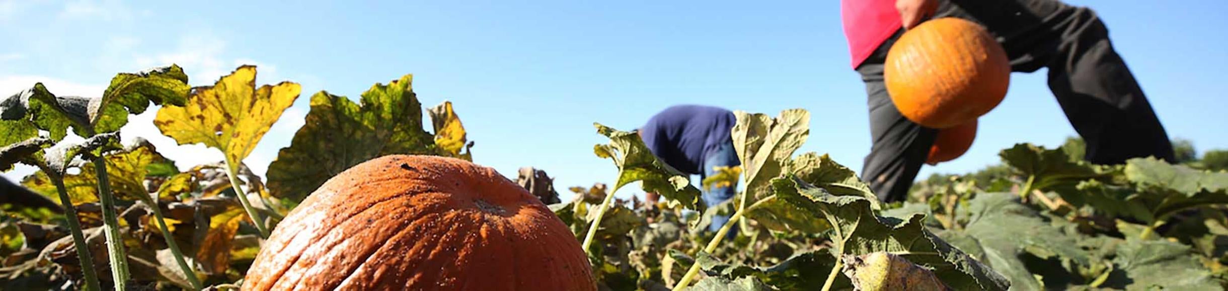 Pumpkins at UCR's R'Garden (c) UCR / Stan Lim