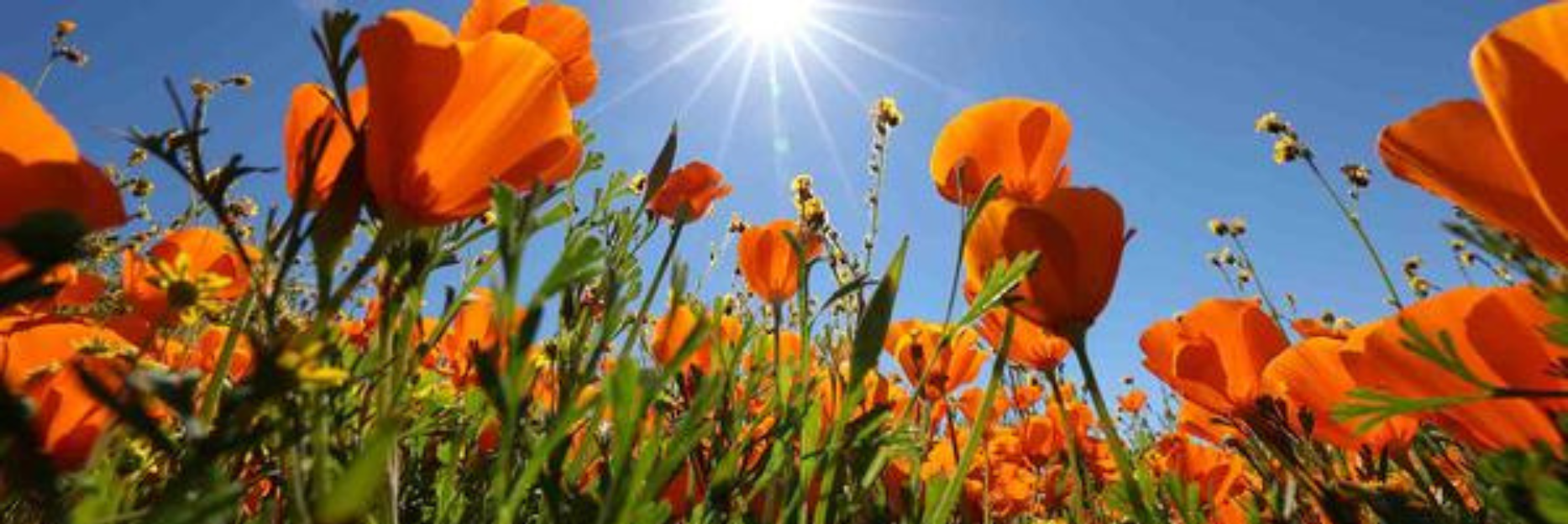 How to Apply to UCR Graduate School, Graduate Admissions