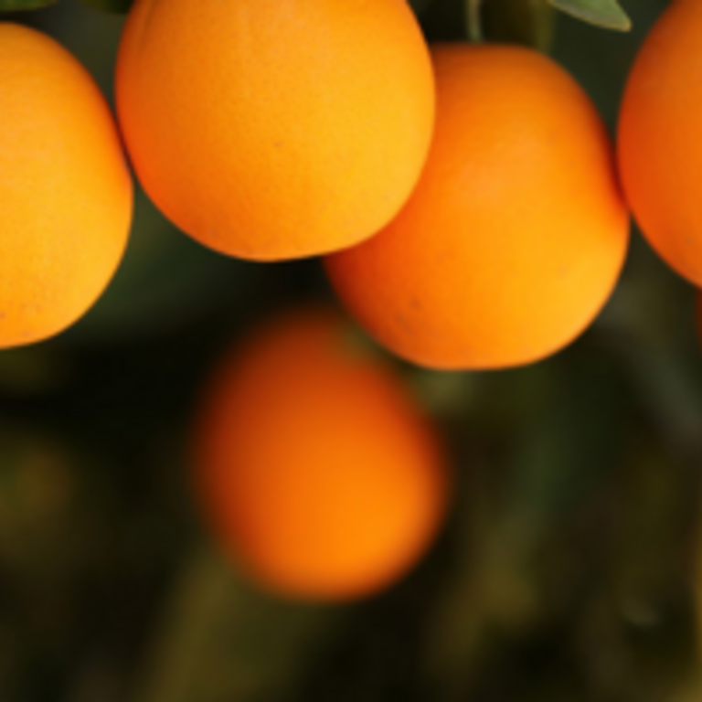 Apply to UCR Graduate School