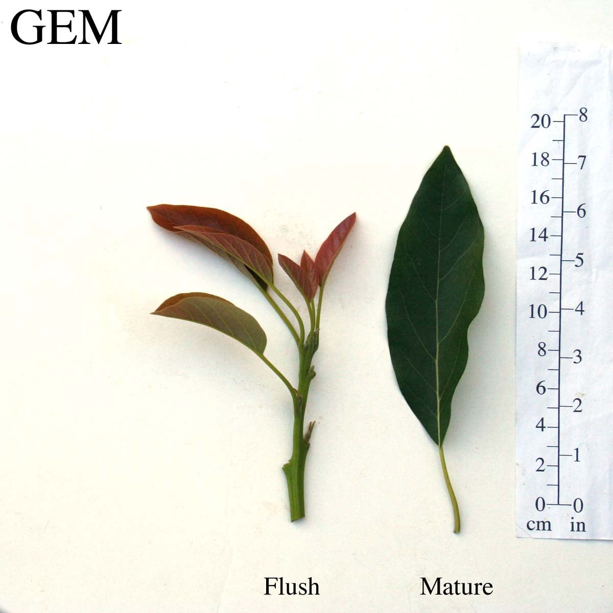 GEM Leaves