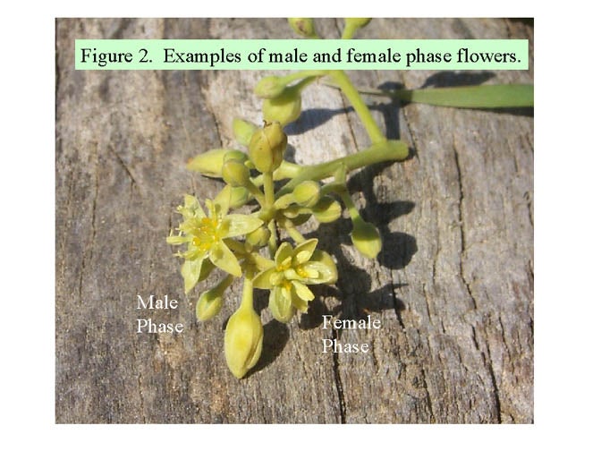 Figure 2 - Avocado Flowering Basics