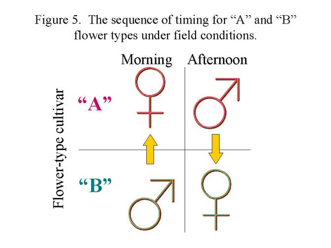 Figure 5 - Avocado Flowering Basics