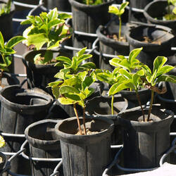 Rootstock (c) Thomas Fields unsplash