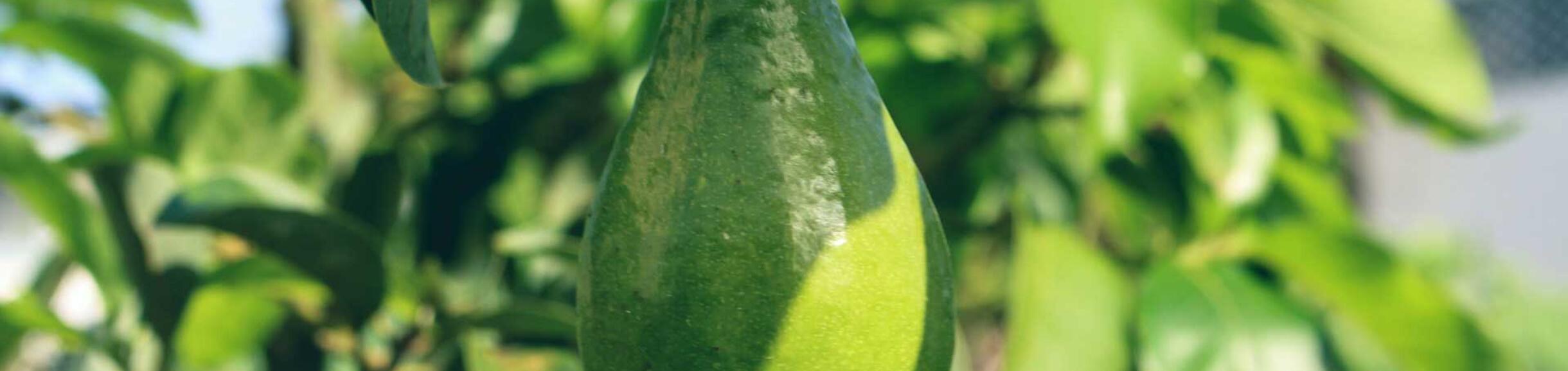 Avocado in tree (c) Jametlene Reskp unsplash