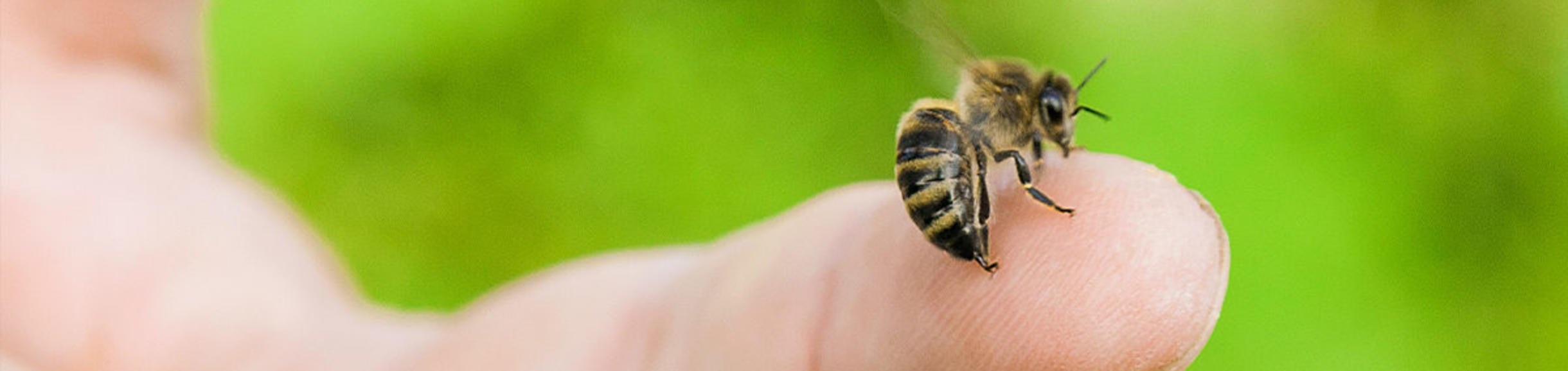 Bee on finger