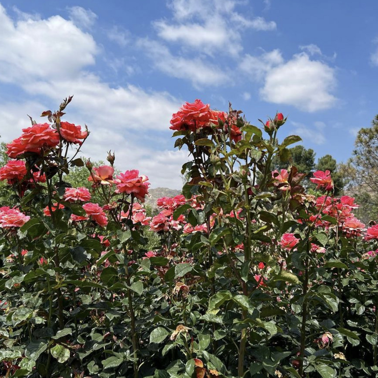 Pink roses and a blue sky with of clouds.