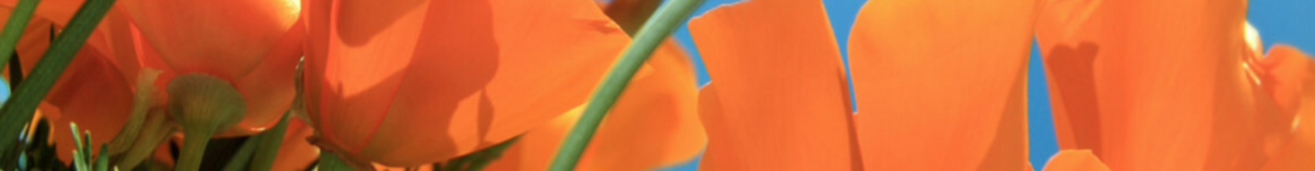 Native Flower Orange