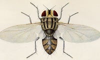 besa_remota_adult_fly.jpg