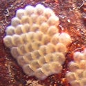 cryptaspasma_eggs_on_avocado_seed_.jpg