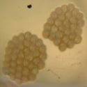 cryptaspasma_eggs_on_plastic_cup.jpg