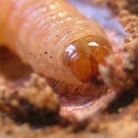 cryptaspasma_larva_feeding_on_avocado_seed_thumbnail.jpg