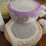 cryptaspasma_larvae_rearing_boxes.jpg