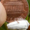 icerya_penny_size_photo_small.jpg