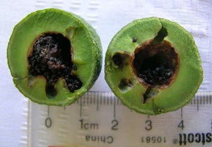 internal_damge_fruit_stenoma_300.jpg