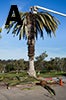 palm-drop-1-low-res.jpg