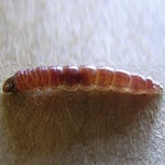 stenoma_5th_instar_stenoma_larva.jpg