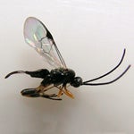 stenoma_adult_parasitoid_of_stenoma.jpg