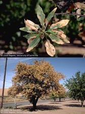 almond_leaf_scorch_small.jpg