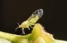 avocado_leaf_galling_psyllid_thumb_0.jpg 
