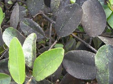 icerya_sooty_mold_leaves_thumbnail.jpg