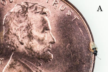 Avocado Lace Bug Adult