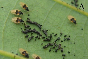 Avocado Lace Bugs