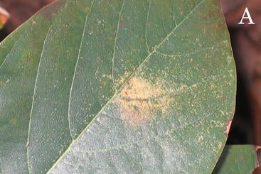 Lace Bug Feeding Damage