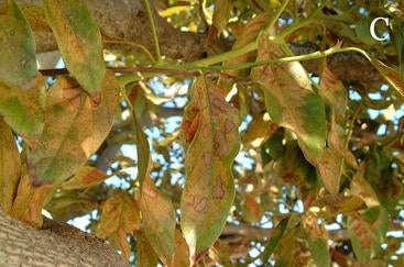 Lace Bug Feeding Damage