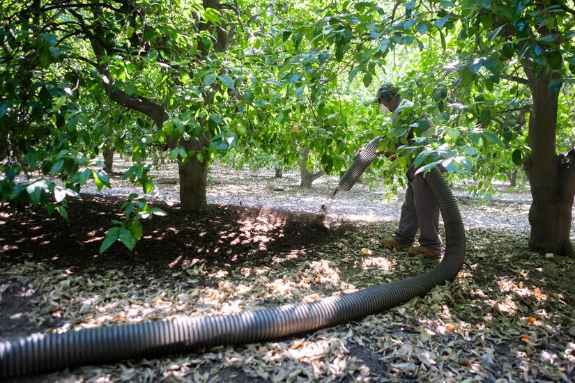 Mulch deployment in citrus orchard