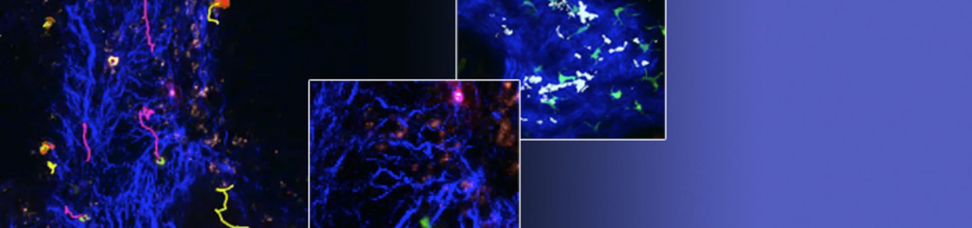 cells seen through a multiphoton device