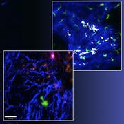 Breathe Laboratory microscopy