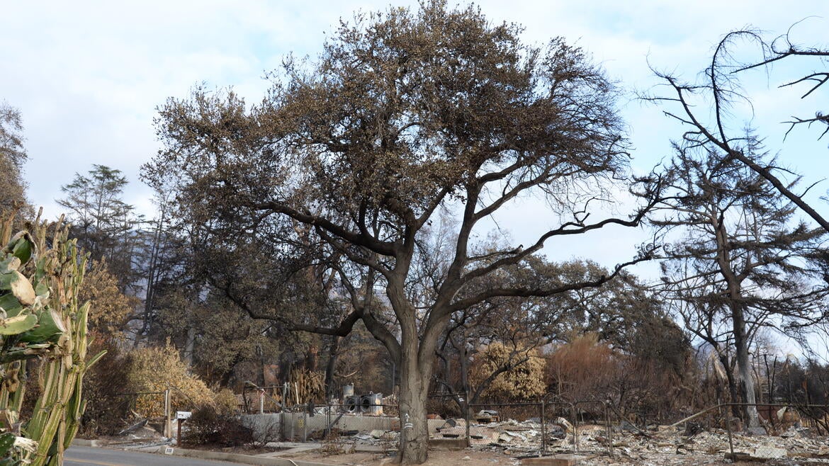 LA Fire Evidence, burnt trees