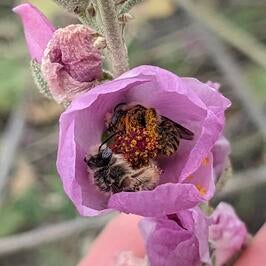 Bees sleeping in a flower