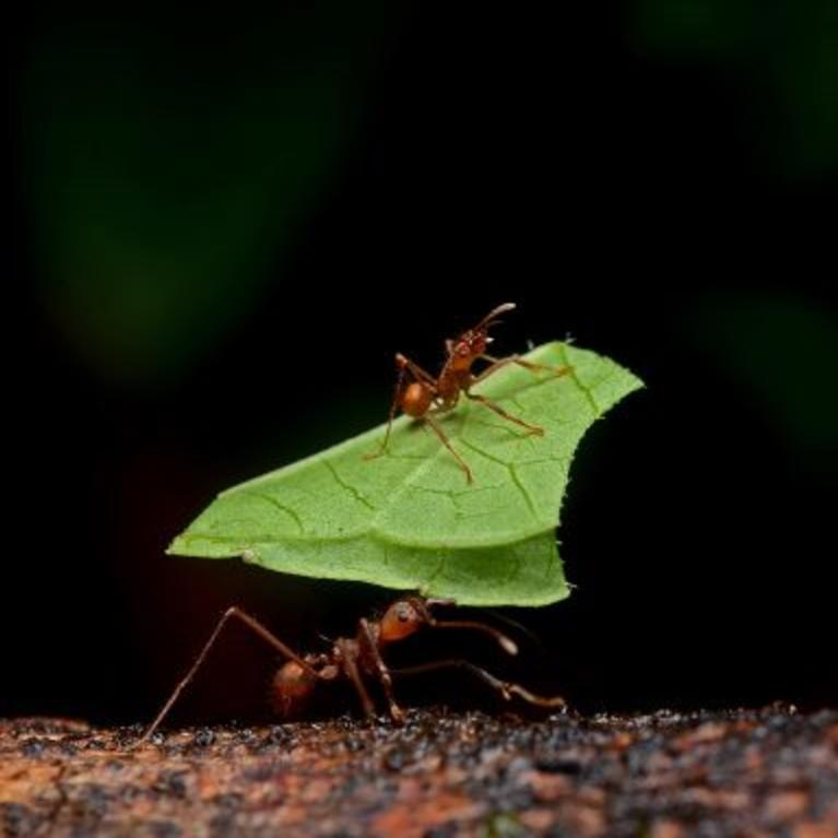 Leafcutter ants