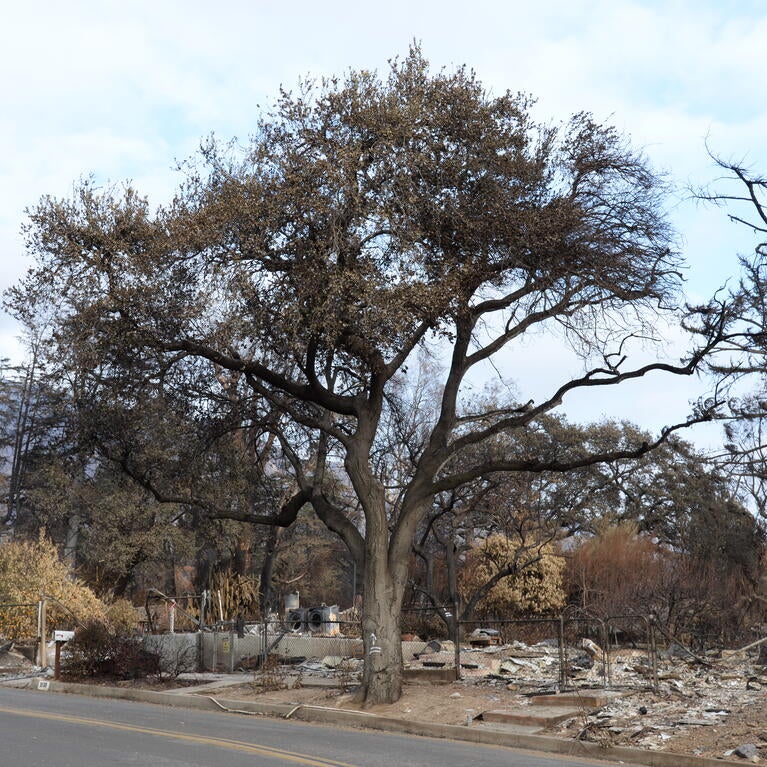 LA Trees that we hurt by fire