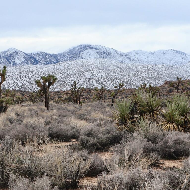 Snowy mountains behind Joshua trees