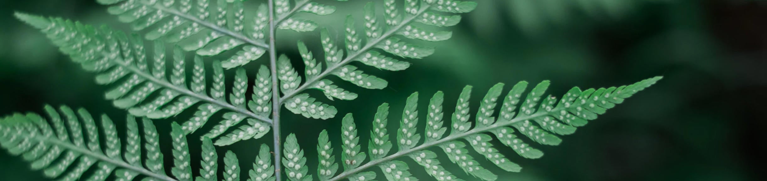 Unsplash- Green Fern