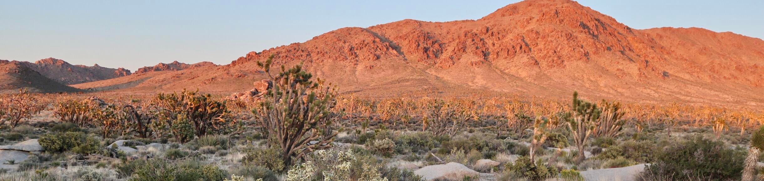 Desert mountains at sunset