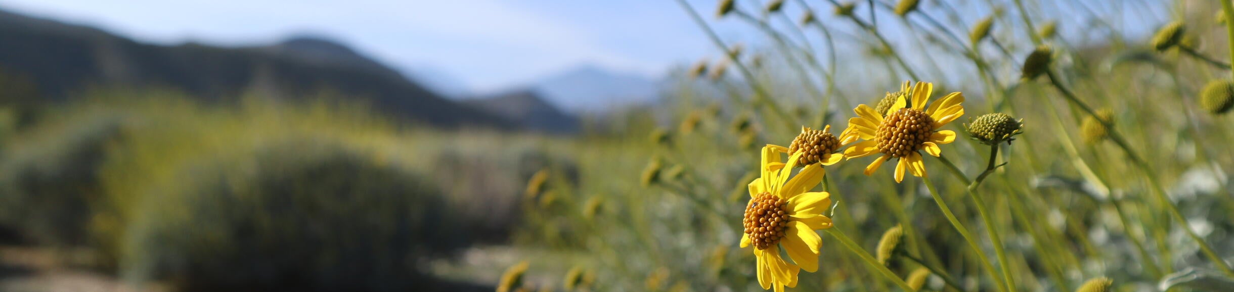 Flowers up close