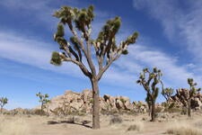 A Joshua Tree in Joshua Tree National Park
