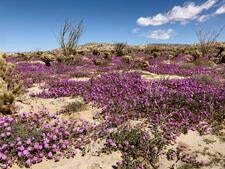 Purple flowers in the desert 