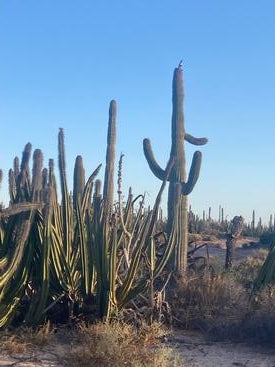 Gambel's quail sits on columnar cactus 