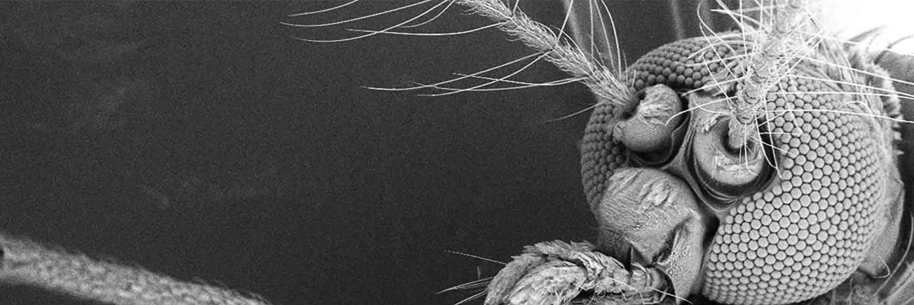 Micro Shot of Mosquito