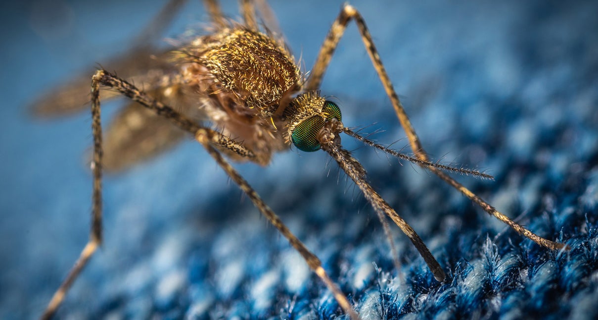 mosquito close up (c) Erop unsplash