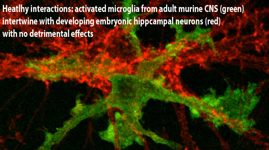 healthy interactions: activated microglia from adult murine CNS (green) intertwine with developing embryonic hippocampal neurons (red) with no detrimental effects
