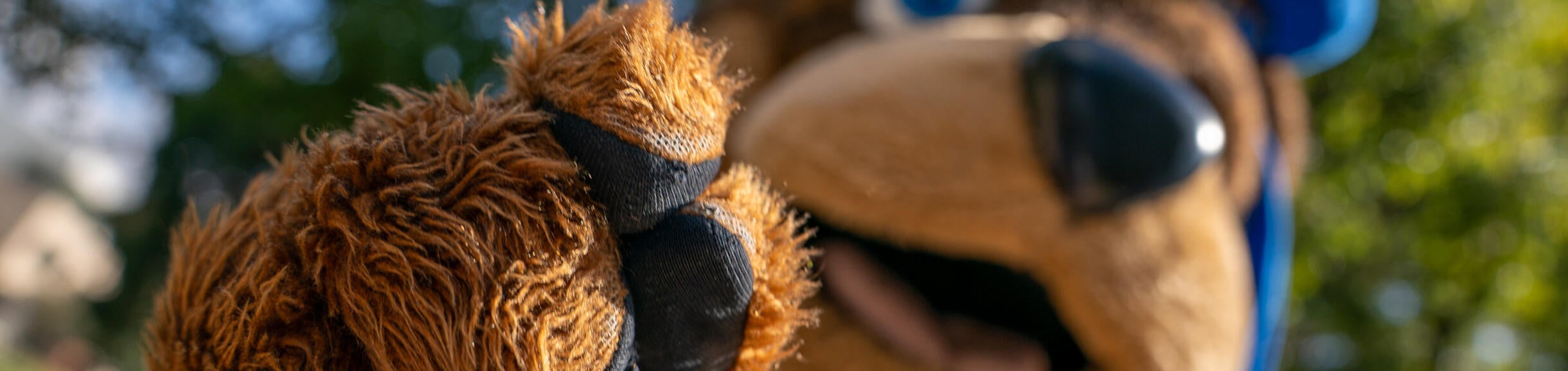 Scotty Highlander pointing