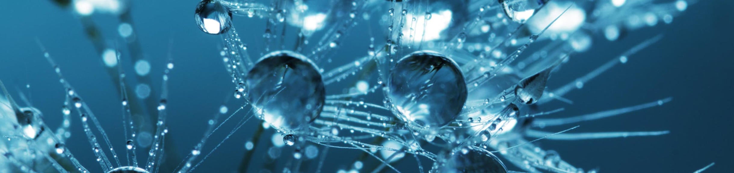 Pexels- Blue Bubbles